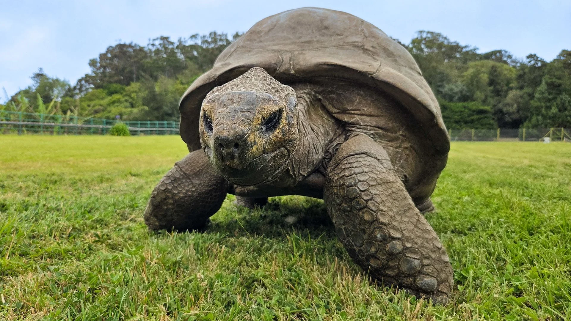 Jonathan the tortoise has lived to 194 years old — now scientists think they know why