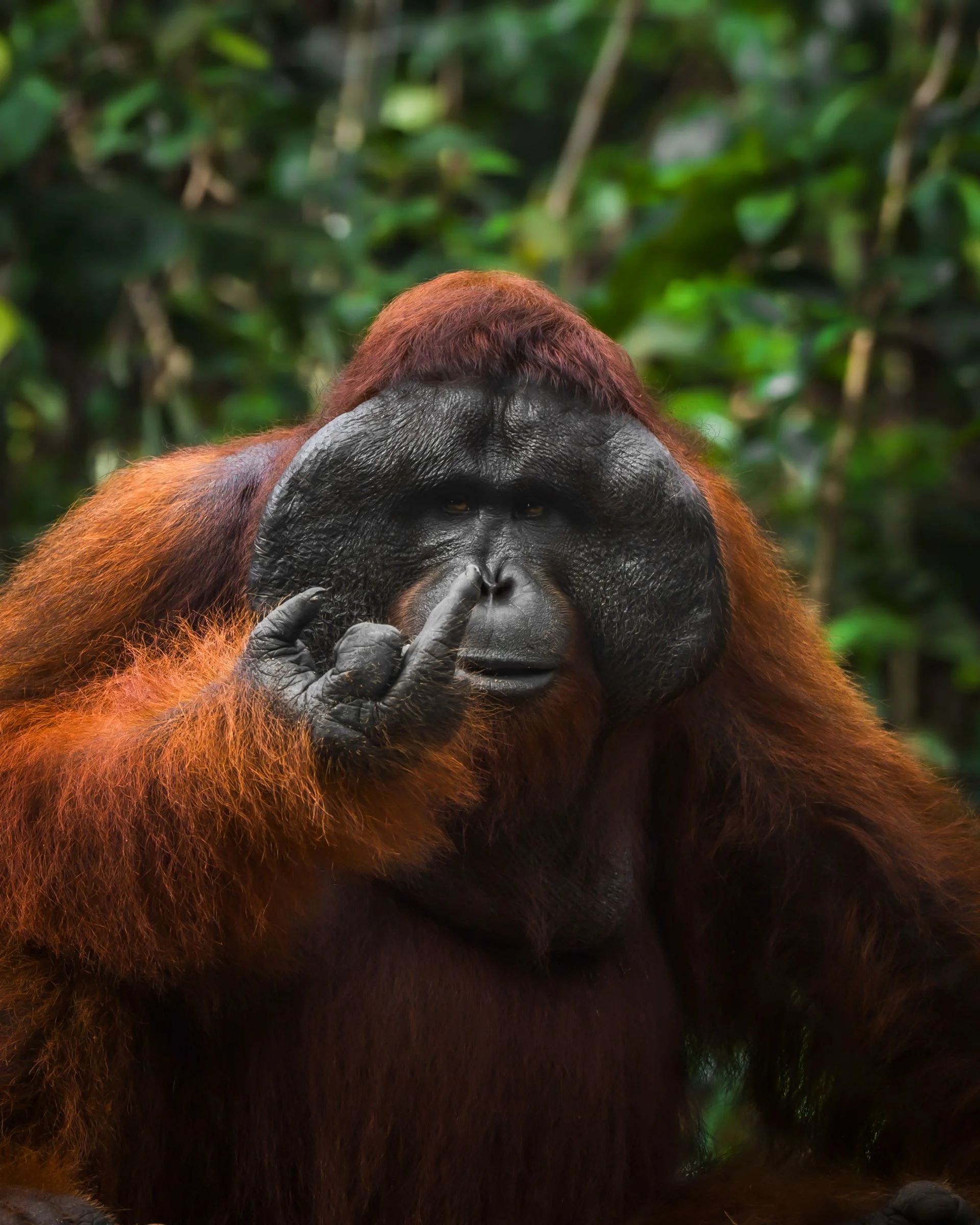 A critically endangered orangutan raises a finger while looking at the photographer.