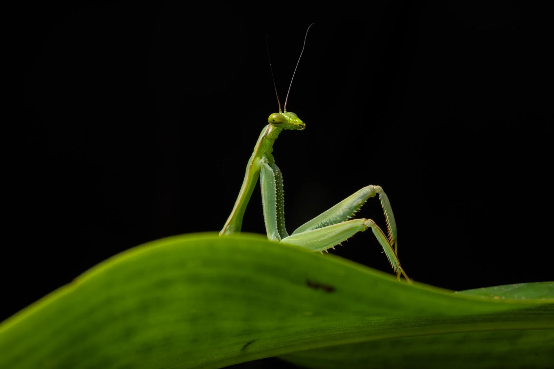 A mantis appears to lounge on a leaf in Peru.