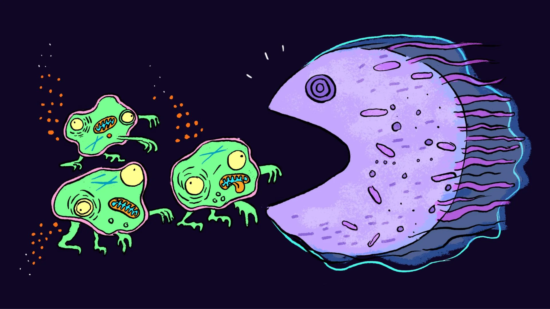 'Zombie cells' may drive aging, and scientists are devising new ways to get rid of them
