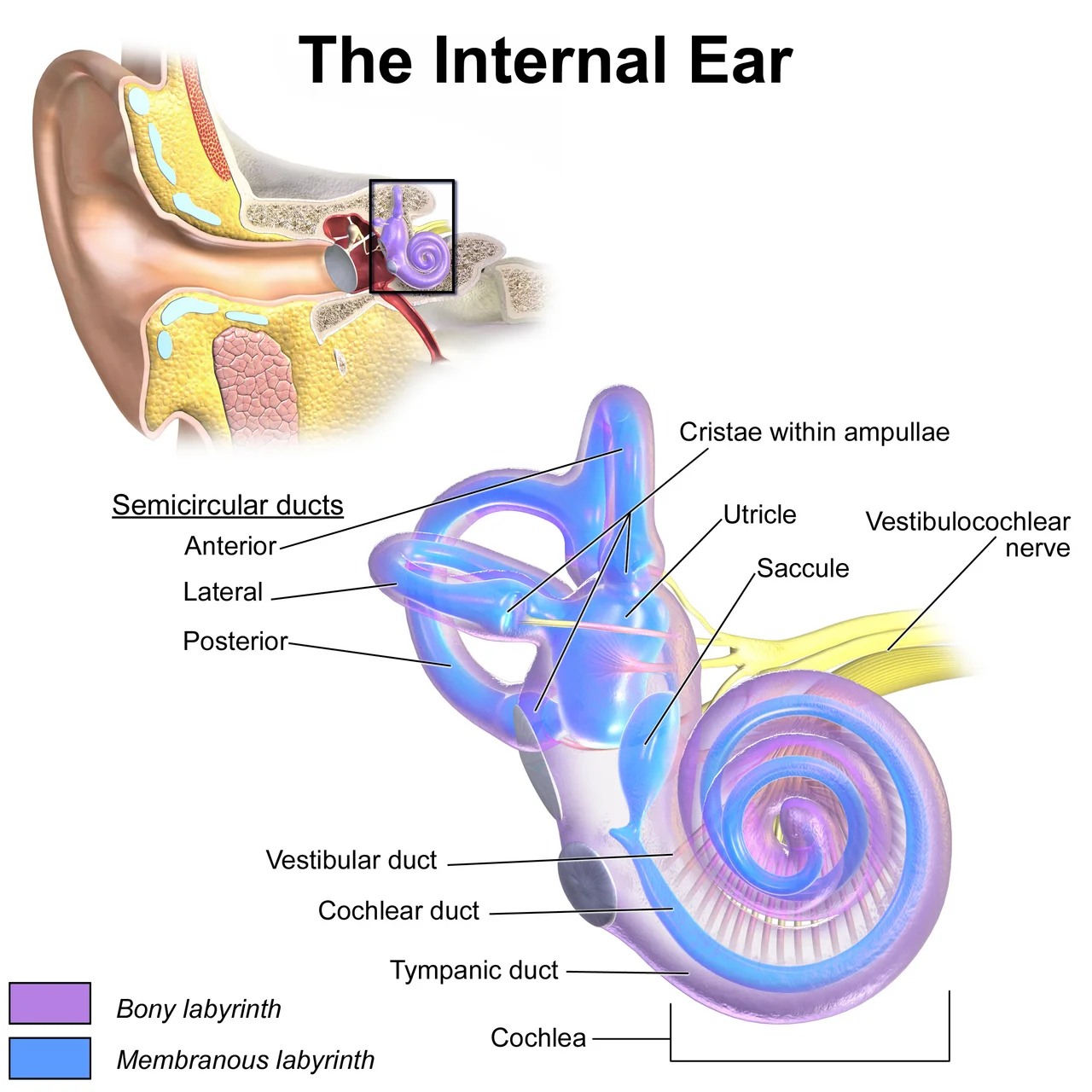 An anatomical diagram of the internal ear, including the cochlea, semicircular ducts, and vestibulocochlear nerve, featuring an artificial gravity cable structure for comparison with labeled parts.