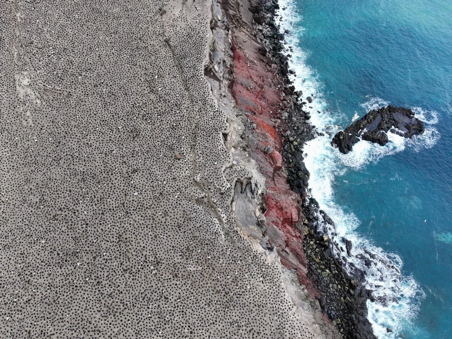 An aerial view of an arctic coast speckled with hundreds of nesting penguins. 