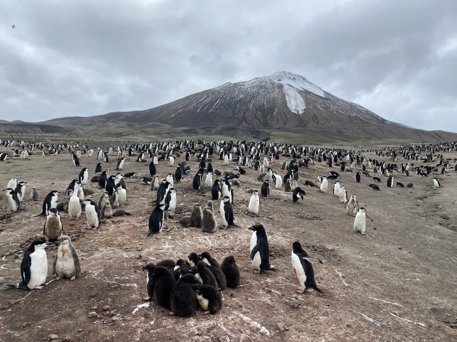 Antarctica’s penguins are sending us a distress signal